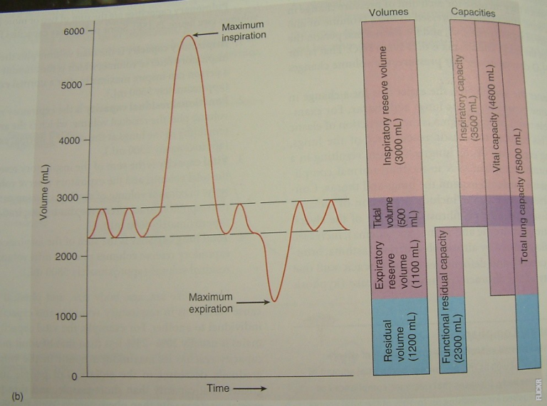 Läs mer om artikeln Vad är spirometri?