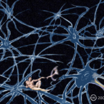 Mikä ovat hermosolujen välittäjäaineet?
