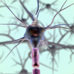 Hoe werken zenuwcellen?