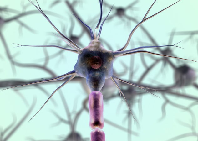 Come funzionano le cellule nervose?