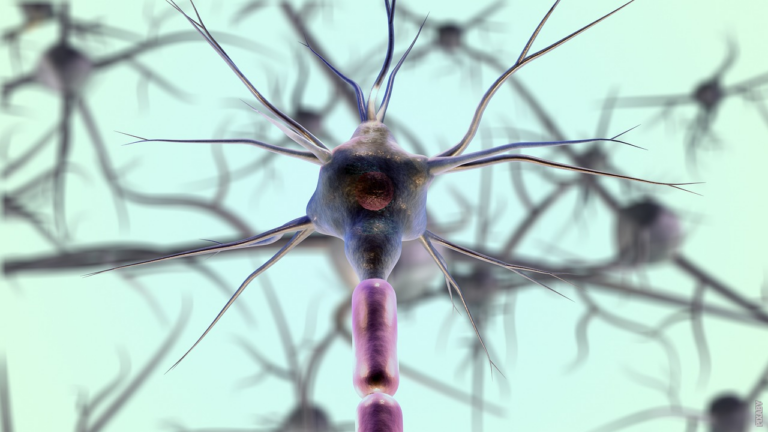 Read more about the article Como as células nervosas funcionam?