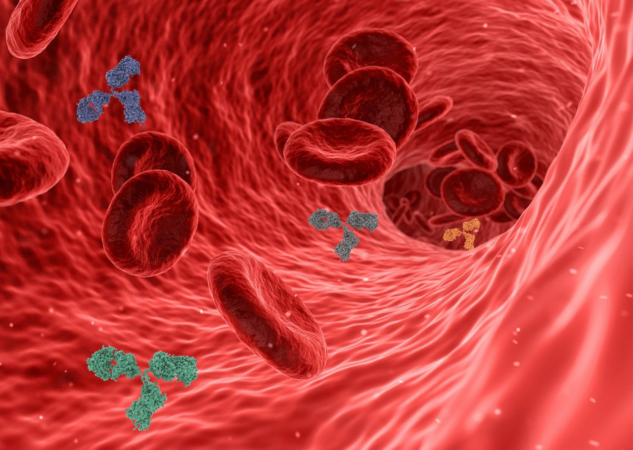 How does blood circulate? The incredible journey through the human body