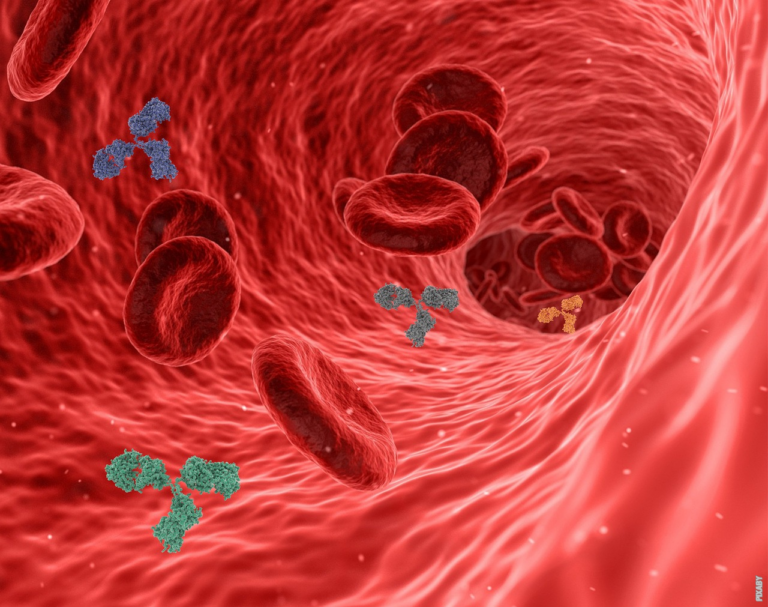 Lees meer over het artikel Hoe stroomt het bloed door ons lichaam?