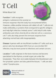 Läs mer om artikeln Vilken roll spelar vita blodkroppar?