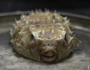 Lire la suite à propos de l’article Pourquoi certains poissons sont-ils venimeux ?