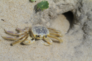 Read more about the article 謎めいた生き物：カニの動き