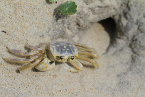 Lire la suite à propos de l’article Comment se déplacent les crabes ?