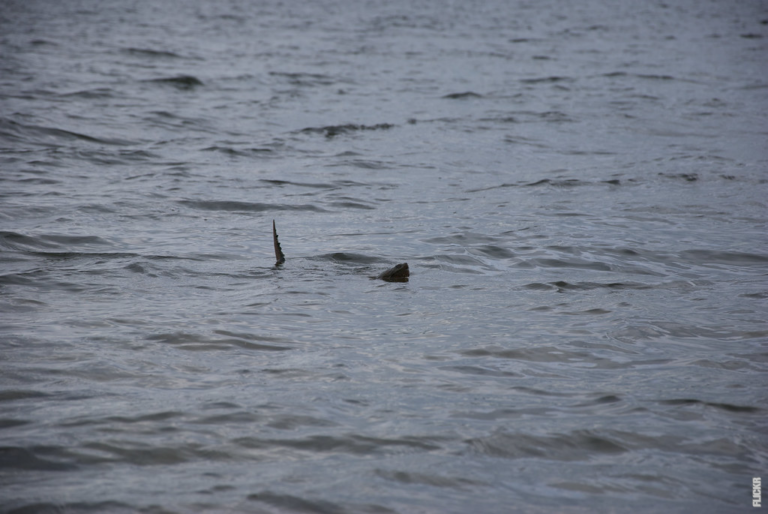 Lee más sobre el artículo ¿Qué es una serpiente de mar?