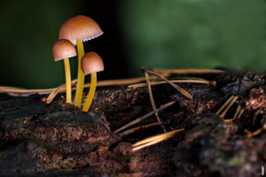 Read more about the article O fascinante mundo das cogumelos
