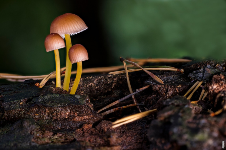 Scopri di più sull'articolo Cosa sono i funghi?