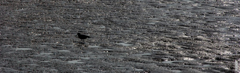 Lees meer over het artikel Wat is een oester en hoe voedt het zich?