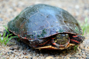 Read more about the article Hvordan forsvarer skildpadden sig?
