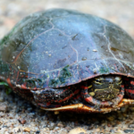 ¿Cómo se defiende la tortuga? Descubre las sorprendentes estrategias de defensa de este reptil