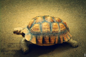 Read more about the article Jaka jest różnica między żółwiem morskim a lądowym?