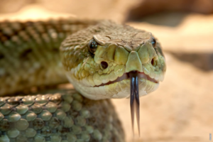 Lire la suite à propos de l’article Pourquoi les serpents ont-ils des écailles?