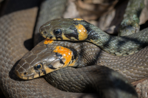 Lees meer over het artikel Leggen slangen eieren?