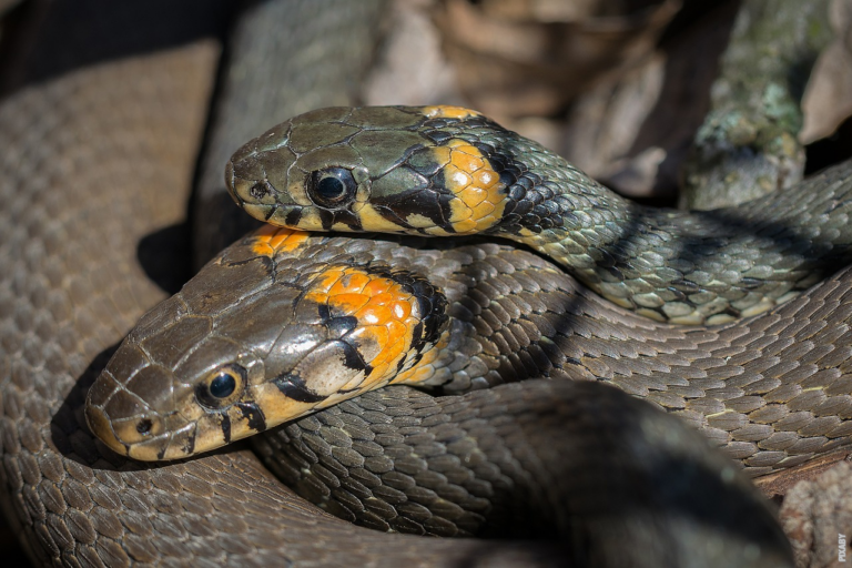 Lire la suite à propos de l’article Les serpents pondent-ils des œufs?