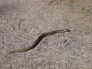 Read more about the article Hvilken slange er farligst?