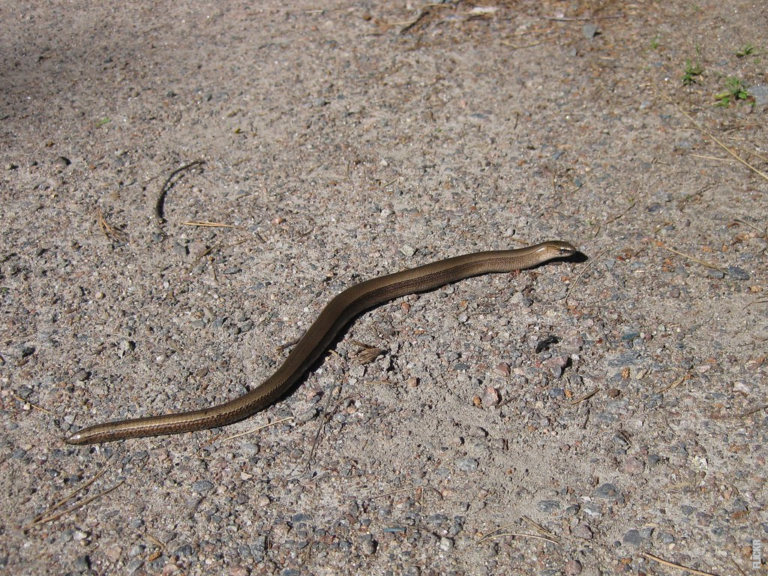 Read more about the article Mikä käärme on vaarallisin?