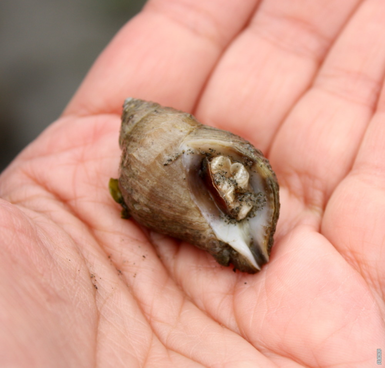 Lees meer over het artikel Hoe hebben amfibieën zich aangepast aan het leven zowel op het land als in het water?