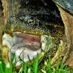 Hvordan skildpadder trækker vejret?