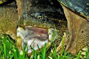 Read more about the article Hvordan skildpadder trækker vejret?