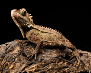 Read more about the article Hva er de viktigste typene reptiler?