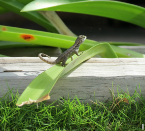 Lee más sobre el artículo ¿Cómo se comunican los lagartos?