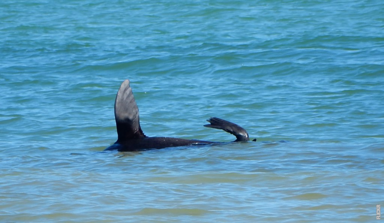 Read more about the article Como as aves regulam a temperatura corporal?