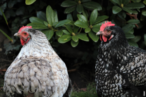 Läs mer om artikeln Vad är fjädrar och hur utvecklades de?