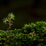 木の成長：自然の驚異を探る