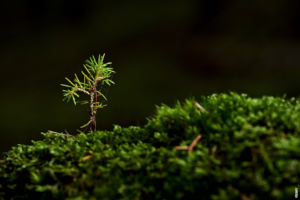 Read more about the article Hvordan vokser trær?