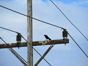 Read more about the article Hvordan tilpasser fugle deres rede?