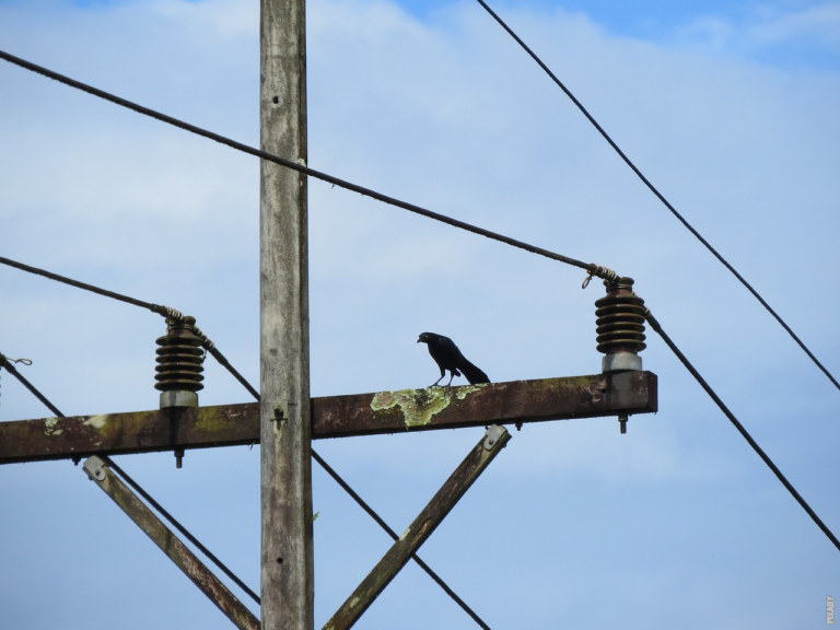 Scopri di più sull'articolo Come gli uccelli adattano il loro nido?