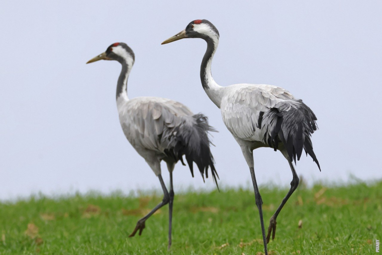 Lire la suite à propos de l’article Comment les oiseaux migrent sur de longues distances ?
