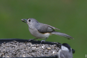 Lees meer over het artikel Wat is de functie van zang bij vogels?