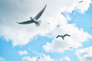 Read more about the article Wie weit fliegen Vögel? Eine erstaunliche Reise durch den Himmel