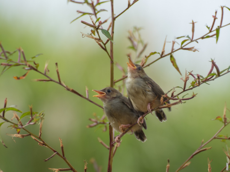 Read more about the article Synger nattergalen bare om natten?