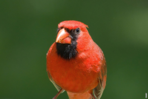Lire la suite à propos de l’article Les oiseaux chanteurs: une symphonie de la nature