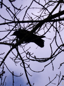 Read more about the article Dlaczego wrony są szkodnikami?