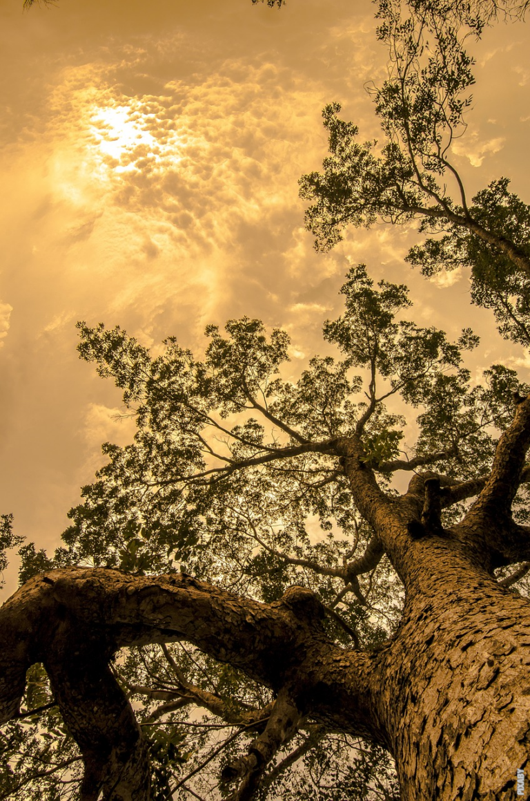 Scopri di più sull'articolo Perché gli alberi hanno la corteccia?