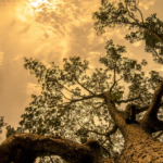 Waarom hebben bomen schors?