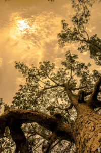 Lees meer over het artikel Waarom hebben bomen schors?