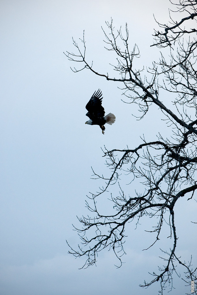 Lire la suite à propos de l’article Comment l’aigle-pêcheur voit-il ?