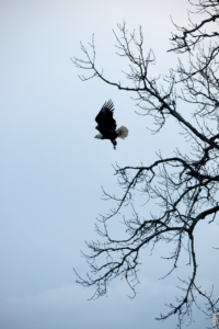 Read more about the article Como a águia-pescadora enxerga?
