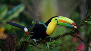 Lire la suite à propos de l’article Qu’est-ce que les toucans?