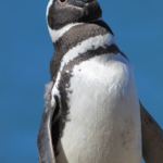 Onde vivem os pinguins?