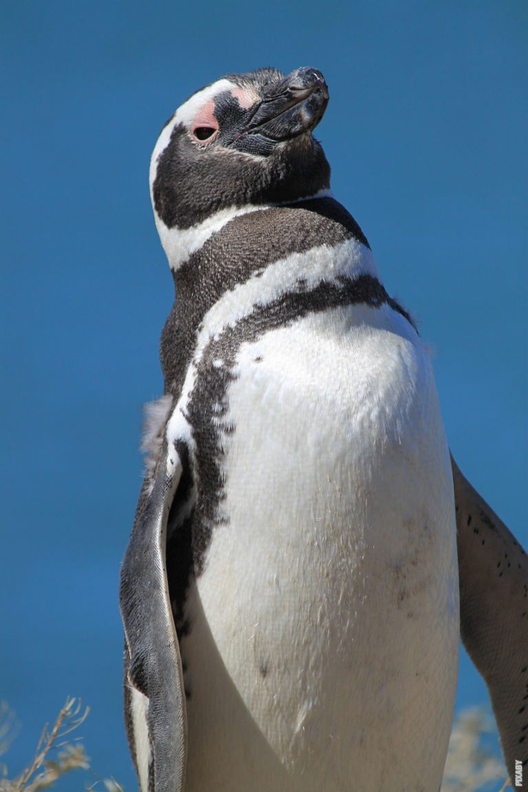 Read more about the article Wo leben Pinguine?