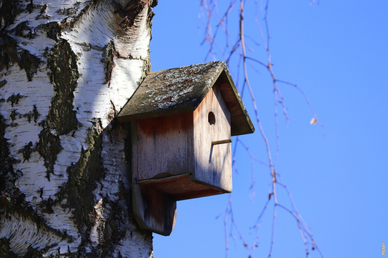 Read more about the article 冬の鳥たちの冬眠：驚きと美しさが広がる自然の神秘