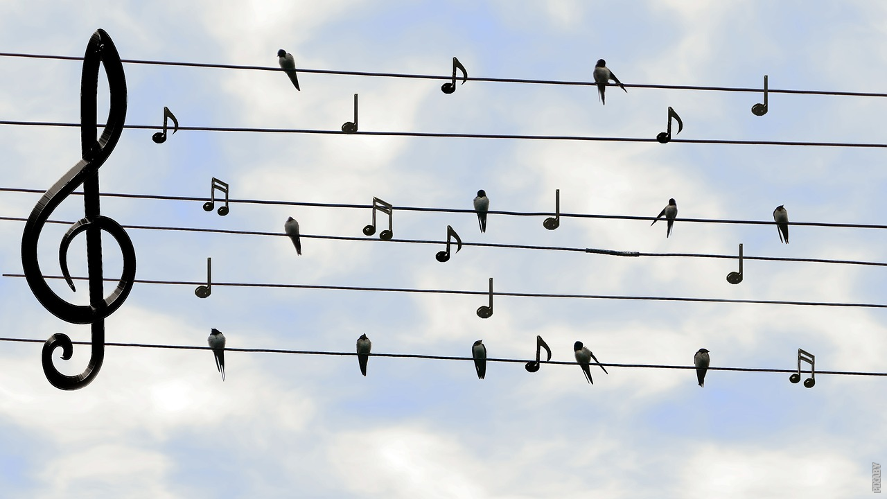 Je bekijkt nu Kunnen alle vogels zingen?